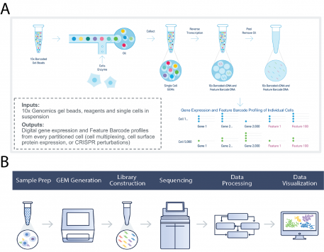 Figure 1A: A flow chart showing how the 10X Genomics microfluidic controller results in individually barcoded cellular nucleic acids. Figure 1B: Flow chart showing the steps in the 10X Genomics workflow that results in final data visualization.