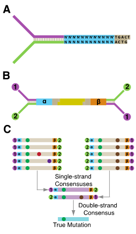 Figure 2A: A schematic of the Duplex Sequencing double-stranded UMI adapter. Figure 2B: A schematic of a DNA molecule with Duplex Sequencing adapters ligated to each end of the molecule. Figure 2C: A schematic showing how reads are grouped by strand-specific UMI and a single-stranded consensus is made followed by the comparison of the two single-stranded consensuses to form a single duplex consensus sequence.
