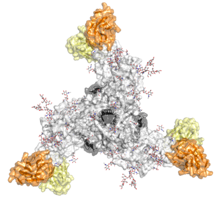 Neutralizing antibody heavy chain and light chain from an immunized nonhuman primate bound to the HIV envelope trimer vaccine antigen.