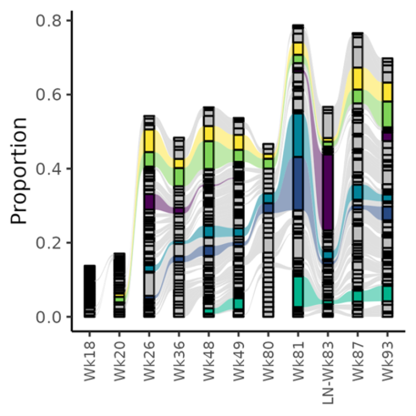 Graph of most abundant antigen specific B cell clonotypes responding to HIV vaccination in an immunized nonhuman primate.