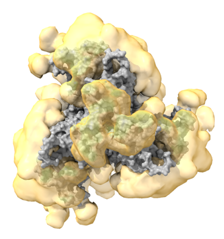 Computational modeling of dynamic glycan coverage across an HIV envelope trimer protein to assess its vaccine immunogen potential.